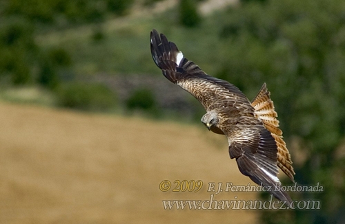 wildlife13