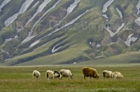 Landmannaleid. South Iceland