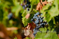 Vine-Growing138
