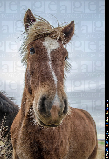 XV4-1918787 - © - F. J. Fdez. Bordonada