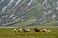 Landmannaleid. South Iceland