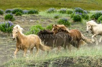 Icelandic horses at Iceland rural land, Iceland