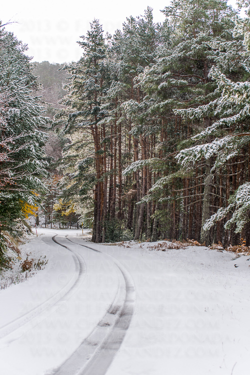 bosques-invernales