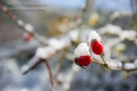 fotolocus-invernal-7