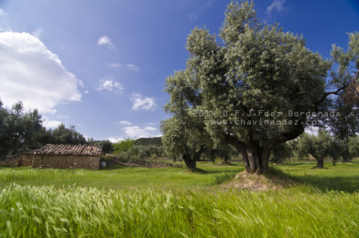 Olive tree fields in La Portellada. Matarraña, Teruel. Aragon. Spain