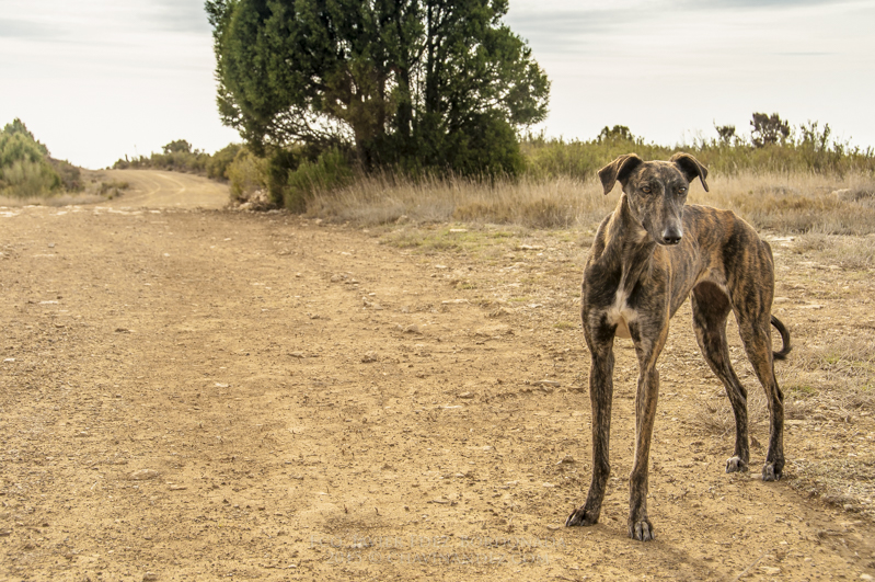 Greyhound abandoned in the way. Aragón