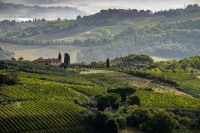 Panoramic views of Vineyards and fields in SanGimignano, Tuscany, Italy