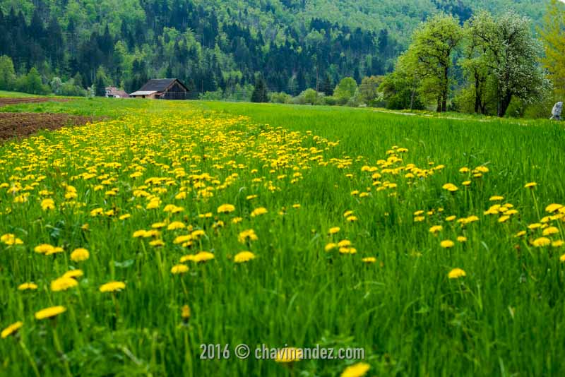 Meadow at Vrhnika pri Ložu village. Slovenia