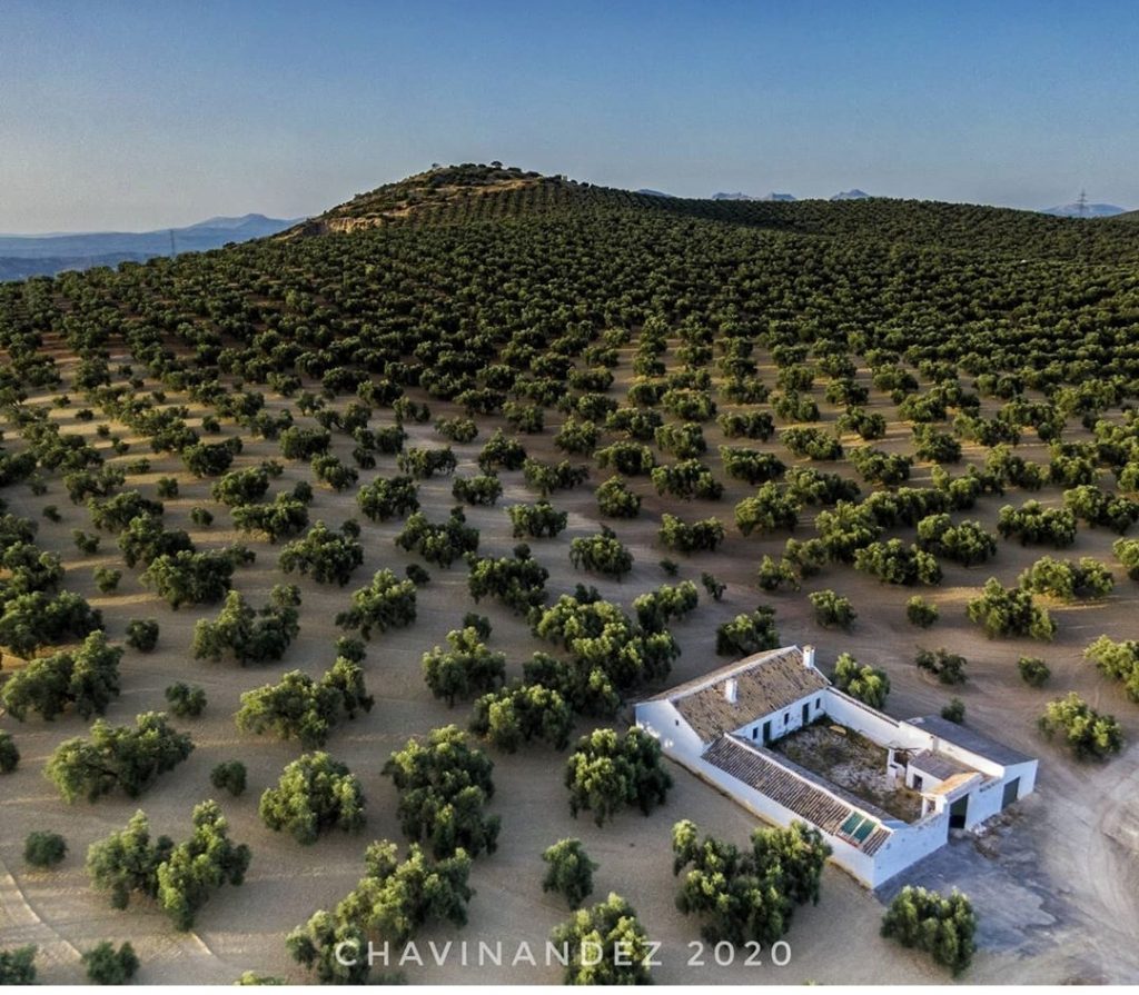 Olive groves landscape